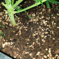 VOC: Toekomst Cannabis Social Clubs