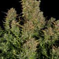 Doe jezelf een lol en hotbox je hoofd