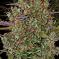 VOC: Toekomst Cannabis Social Clubs