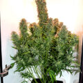 De beste anti-War on Drugs speech ooit