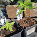 Grootste cannabis & kankeronderzoek ooit