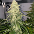 VOC: Toekomst Cannabis Social Clubs