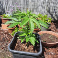 De beste anti-War on Drugs speech ooit