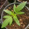 De beste anti-War on Drugs speech ooit