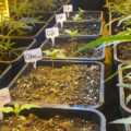 Cannabis zaailingen met bladproblemen, te veel voeding?