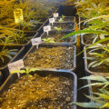 VOC: Toekomst Cannabis Social Clubs