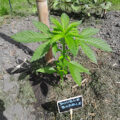 Doe jezelf een lol en hotbox je hoofd