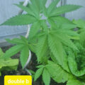 Doe jezelf een lol en hotbox je hoofd