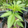 De beste anti-War on Drugs speech ooit