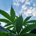 VOC: Toekomst Cannabis Social Clubs
