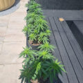 De beste anti-War on Drugs speech ooit