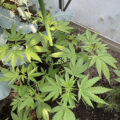 Doe jezelf een lol en hotbox je hoofd
