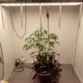 VOC: Toekomst Cannabis Social Clubs