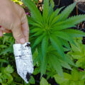6 x waarom cannabis helpt bij migraine!