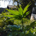 De beste anti-War on Drugs speech ooit