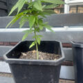 Zo stoned als Cheech & Chong