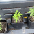 Doe jezelf een lol en hotbox je hoofd