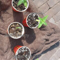 1.600 Italianen krijgen 5 gram home-grown mediwiet