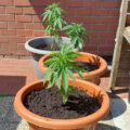 Zo stoned als Cheech & Chong