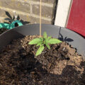 Zo stoned als Cheech & Chong