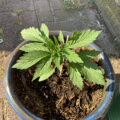6 x waarom cannabis helpt bij migraine!