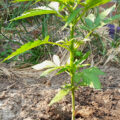 Echt waar: rabbi en pastoor willen mediwiet kweken