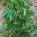 VOC: Toekomst Cannabis Social Clubs