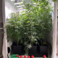 Vette trailer! Snoop & Wiz <i>on the high road</i>
