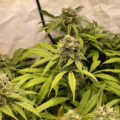 De talrijke geuren en aroma's van Bertjes 'fire genetics'