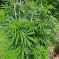 VOC: Toekomst Cannabis Social Clubs