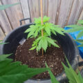 Zo stoned als Cheech & Chong