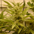 Steentijd Stoners - Hoe onze voorouders high werden (part I)