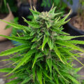 De beste anti-War on Drugs speech ooit