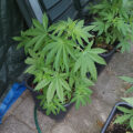 De beste anti-War on Drugs speech ooit