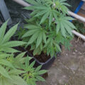 De beste anti-War on Drugs speech ooit