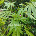 De beste anti-War on Drugs speech ooit