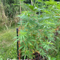 Doe jezelf een lol en hotbox je hoofd