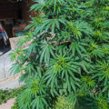 De beste anti-War on Drugs speech ooit