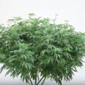 Test van Erik