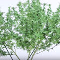 VOC: Toekomst Cannabis Social Clubs