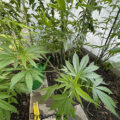 De beste anti-War on Drugs speech ooit