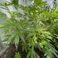 De beste anti-War on Drugs speech ooit