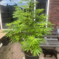 6 x waarom cannabis helpt bij migraine!