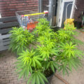 Doe jezelf een lol en hotbox je hoofd