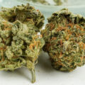 Terp Inspectors aan de Blackberry Gum