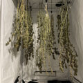 VOC: Toekomst Cannabis Social Clubs