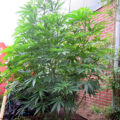 Vette trailer! Snoop & Wiz <i>on the high road</i>