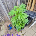 De beste anti-War on Drugs speech ooit
