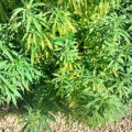 VOC: Toekomst Cannabis Social Clubs