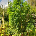 De beste anti-War on Drugs speech ooit